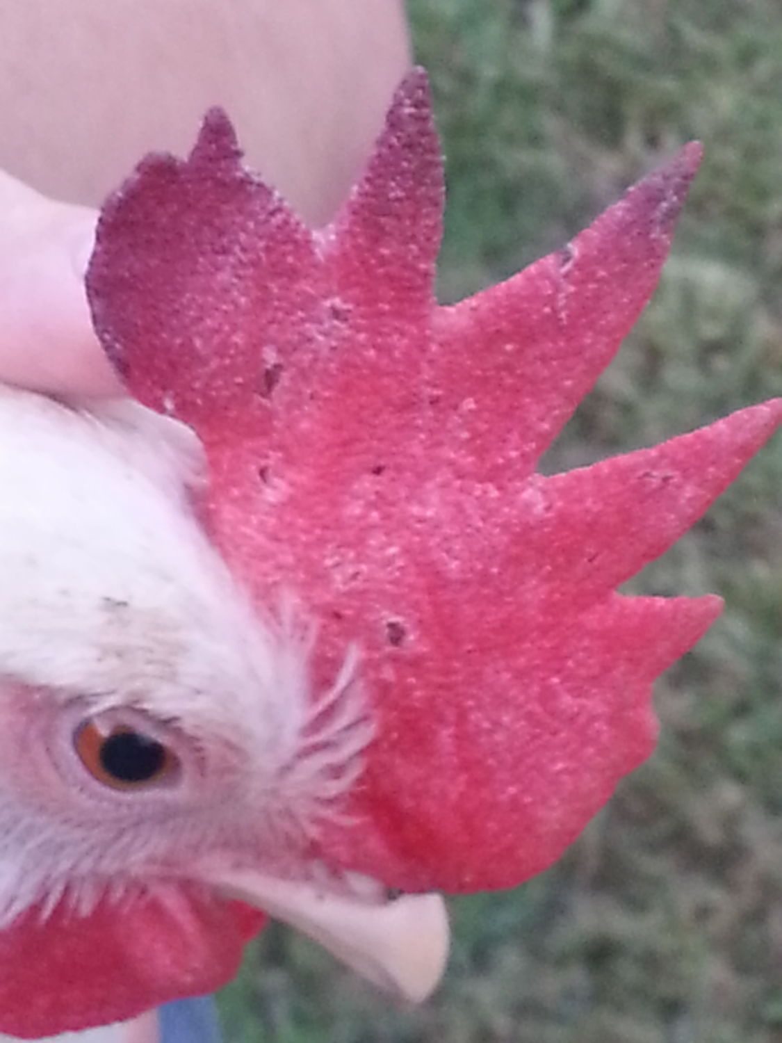 Ithisn is when I first noticed the spots and purple. I think the purples from stress cause the kids were chasing and holding them.  And we also let them put to graze for the first time.